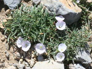 Kornati