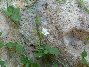 Paklenica