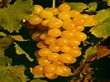 Istrien